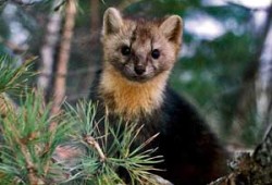 Заповедник под куполом