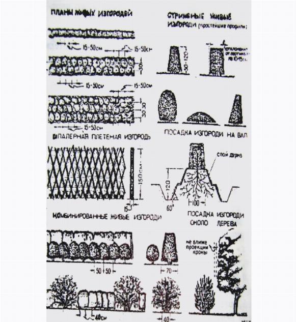 Виды живых изгородей Виды живых изгородей